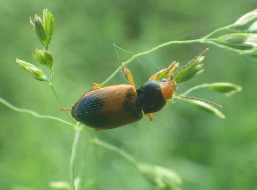 Réf. 317 026 : Diachromus germanus